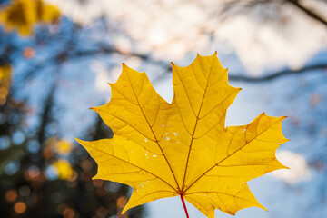 Yellow maple leaf on a background of blue sky, sunlight and trees without leaves in autumn in the park. Concept of autumn