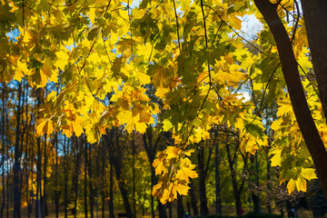 Maple tree with yellow leaves hanging over the river in the park. Autumn concept - Powered by Adobe