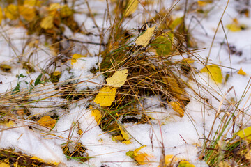 Wild forest grass is covered with first autumn snow and birch foliage.