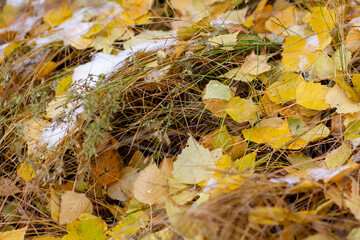 Forest green grass is covered with first autumn snow and birch foliage.