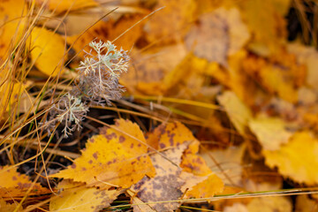 A sprig of wormwood against the background of fallen birch leaves in an early autumn cool morning.