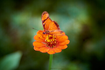 butterfly on orange flower