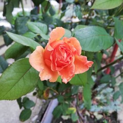 Rose garden