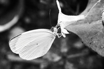 butterfly on a flower