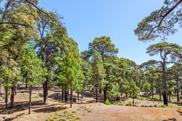 Fototapeta na wymiar Relict pine tree forest in El Hierro Island