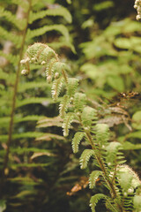 fern leaves