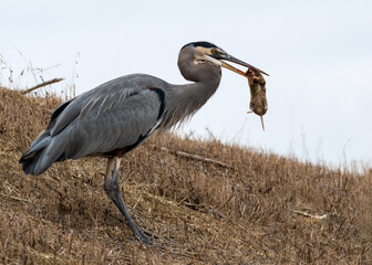 Obraz premium Great Blue Heron Walking With Gopher In Its Beak