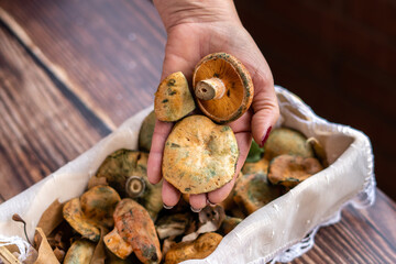 Woman's hand with a mushroom, Robellón, Lactarius deliciosus and in the background basket with robellons