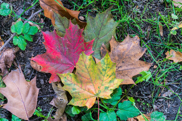 leaves changing color