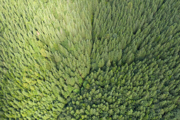 Top view of centuries old Carpathian forest trees, Drone photography. aerial view. 