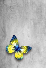 Abstract grunge grey concrete background with colorful butterfly.