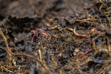 Landscape of red worms in the compos