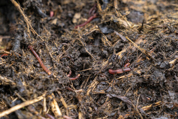 Landscape of red worms in the compos