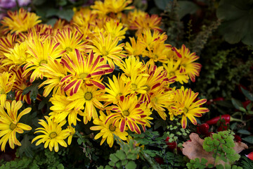 Backdrop of yellow chrysanthemums growing outside in the park