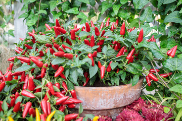 Sweet and chili red, yellow and purple pepper capsicum decorate the windowsill