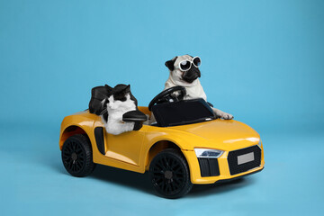 Funny pug dog and cat in toy car on light blue background