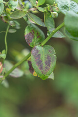 Delicious, fresh and colorful organic blueberries