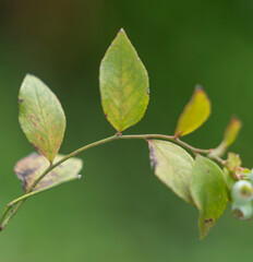 Delicious, fresh and colorful organic blueberries