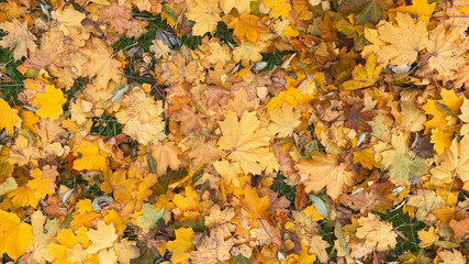 Autumn yellow leaves on the ground. Autumn background.