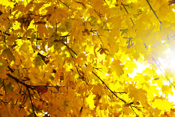 Yellow, orange and red autumn leaves in beautiful