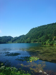 Fototapeta na wymiar lake, lilies, sky, algae and tree 