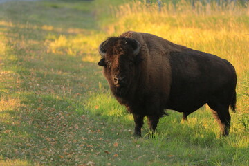 Bison standing in a field with low sun looking at camera - 463288183