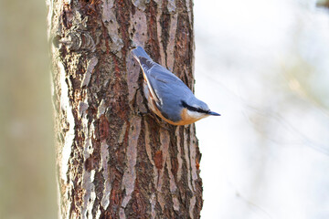sitta europeae European nuthatch perched in close view