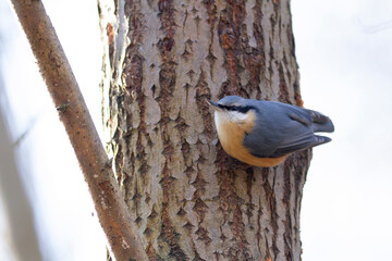 sitta europeae European nuthatch perched in close view