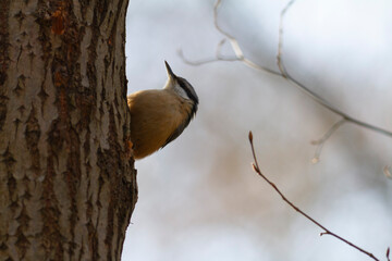 sitta europeae European nuthatch perched in close view