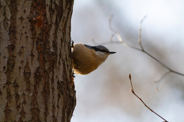 sitta europeae European nuthatch perched in close view