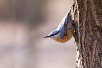 sitta europeae European nuthatch perched in close view