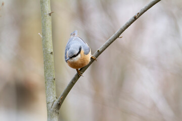 sitta europeae European nuthatch perched in close view