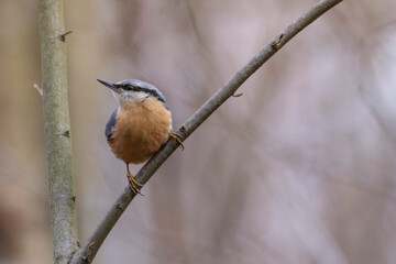 sitta europeae European nuthatch perched in close view