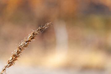 Dry panicle of inflorescence with ripe seeds of the plant Biennial donkey (or Oenothera biennis, evening primrose, night candle, evening star, candlestick, night violet, night lamp). Selective focus.