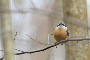 sitta europeae European nuthatch perched in close view