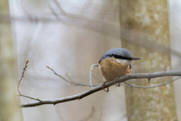 sitta europeae European nuthatch perched in close view