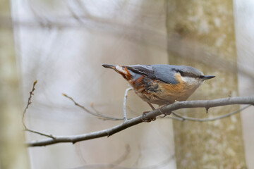 sitta europeae European nuthatch perched in close view