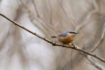 sitta europeae European nuthatch perched in close view