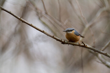 sitta europeae European nuthatch perched in close view