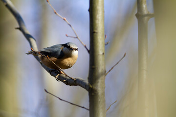 sitta europeae European nuthatch perched in close view