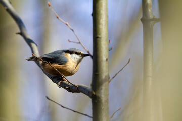 sitta europeae European nuthatch perched in close view
