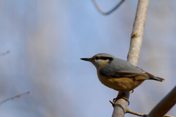 Fototapeta premium sitta europeae European nuthatch perched in close view