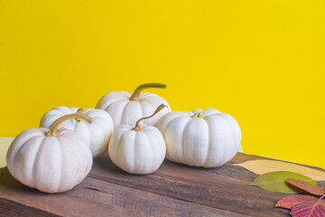beautiful decorative pumpkin on a yellow background. High quality photo