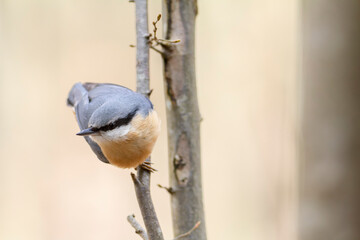 sitta europeae European nuthatch perched in close view