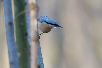 sitta europeae European nuthatch perched in close view