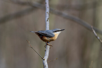 sitta europeae European nuthatch perched in close view
