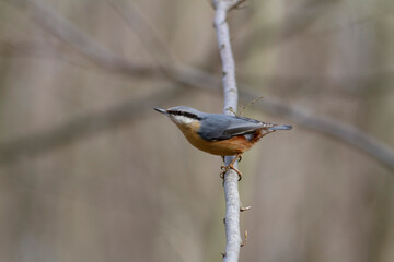 sitta europeae European nuthatch perched in close view