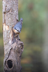 sitta europeae European nuthatch perched in close view