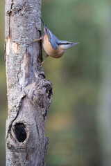 sitta europeae European nuthatch perched in close view