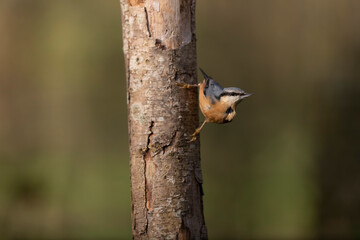 sitta europeae European nuthatch perched in close view